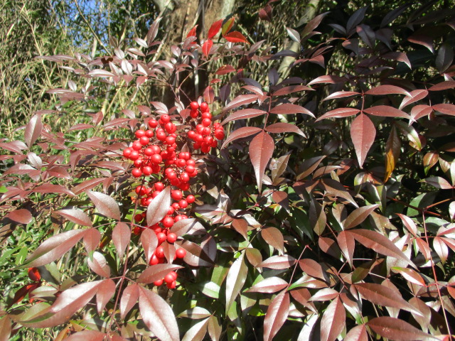 上勝町の山の上にて